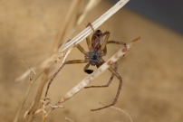 Le Philodrome disparate. Un mle (Araneae - Philodromidae - Philodromus dispar)